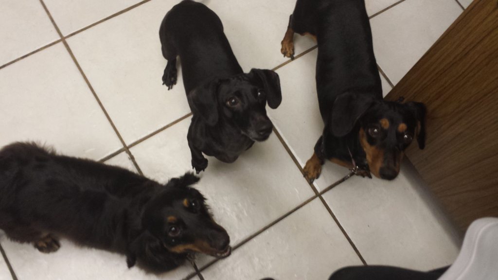 Our dachshund family- Bella is on the left, Rose in the middle, and Lola on the right.