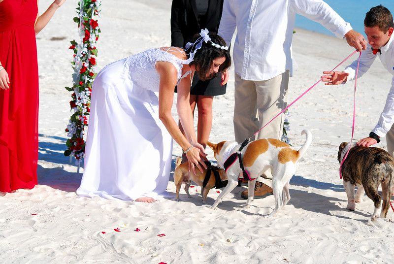 After the ceremony their dogs came running up to celebrate with them! Picture by Corbett's Media.