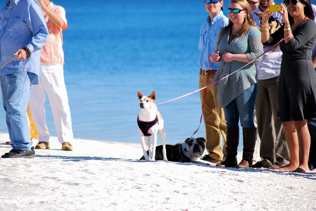 Ways to Include Your Dog in Your Wedding Ceremony